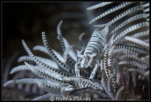 White and Black by Nonna Pokras 